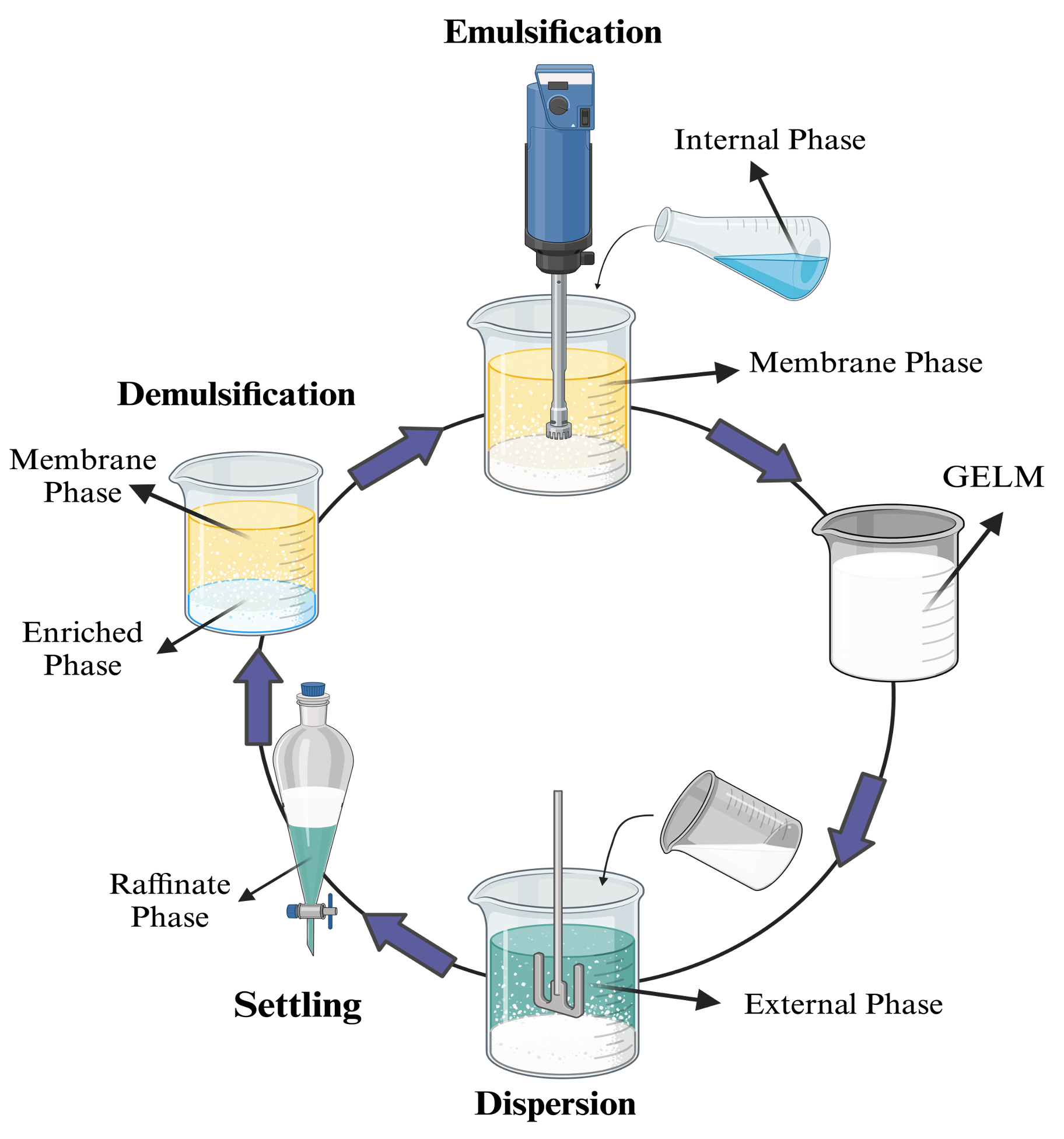 Experimental procedure of metal extraction using GELM
